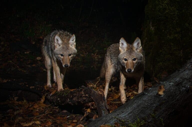 Venice residents add coyotes to the coexistence curriculum