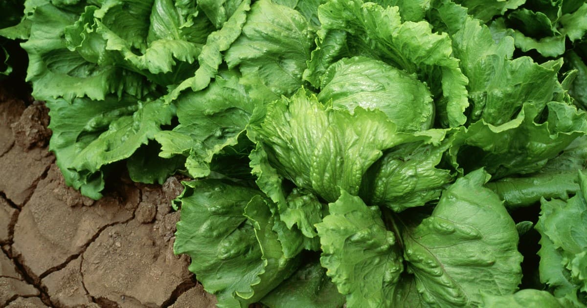 Taylor Farms recalls iceberg lettuce amid cyclosporiasis outbreak - NBC News